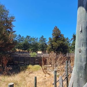 Venta parcela 3.000 m2 en Choromba | Melipilla full
