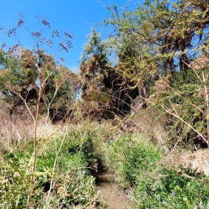Venta parcela 3.000 m2 en Choromba | Melipilla full