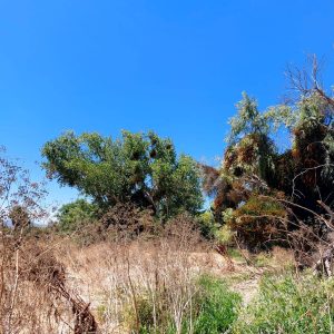 Venta parcela 3.000 m2 en Choromba | Melipilla full