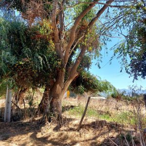 Venta parcela 3.000 m2 en Choromba | Melipilla full